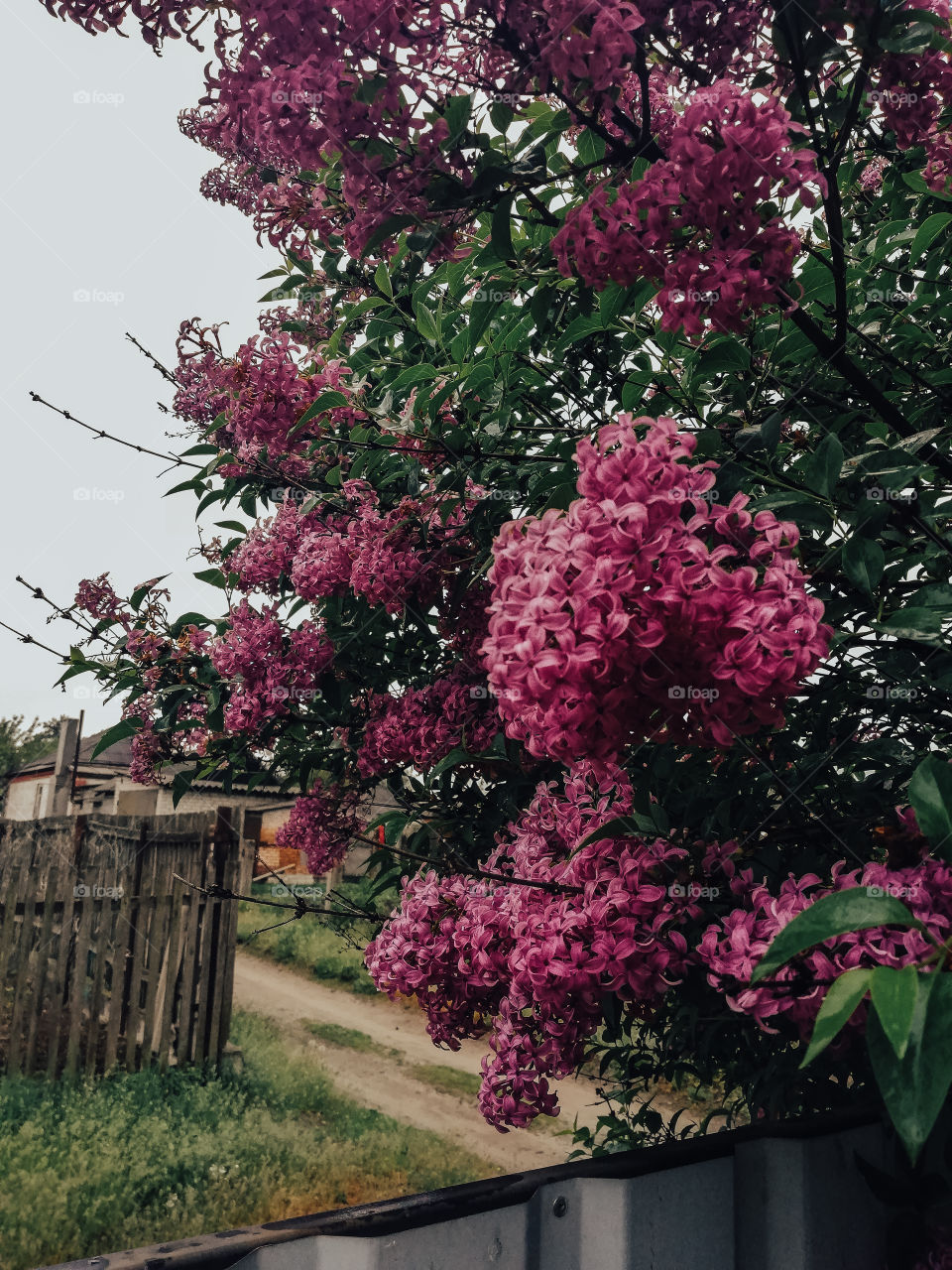 Lilacs