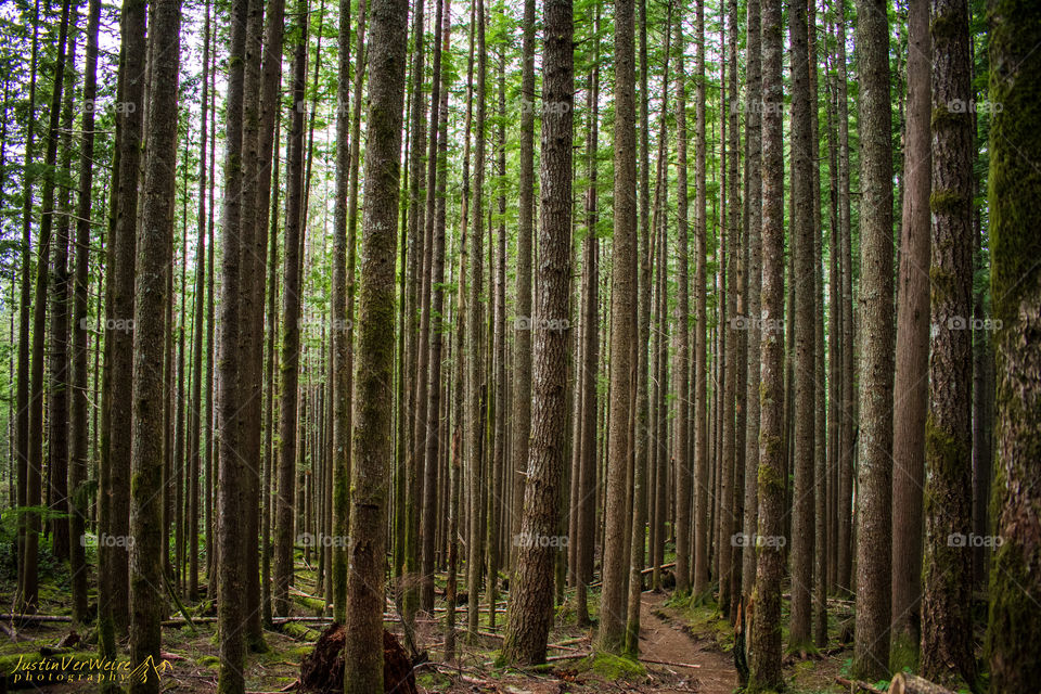 On a hike near Index, Wa. A beautiful Forrest scene. 