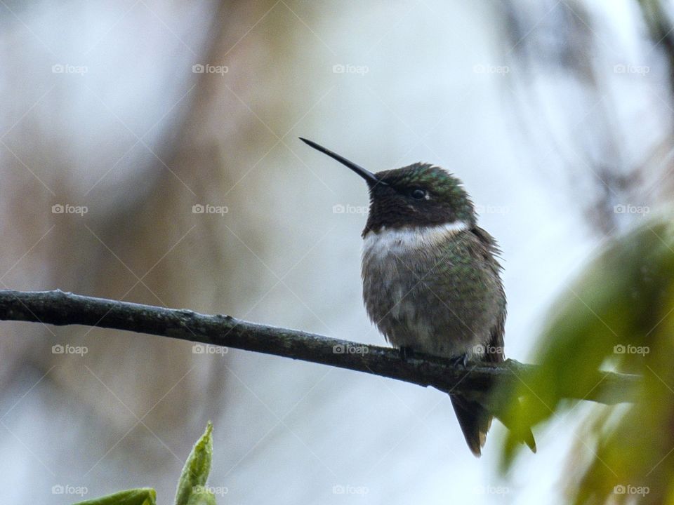 Little hummingbird waiting for the rain to stop