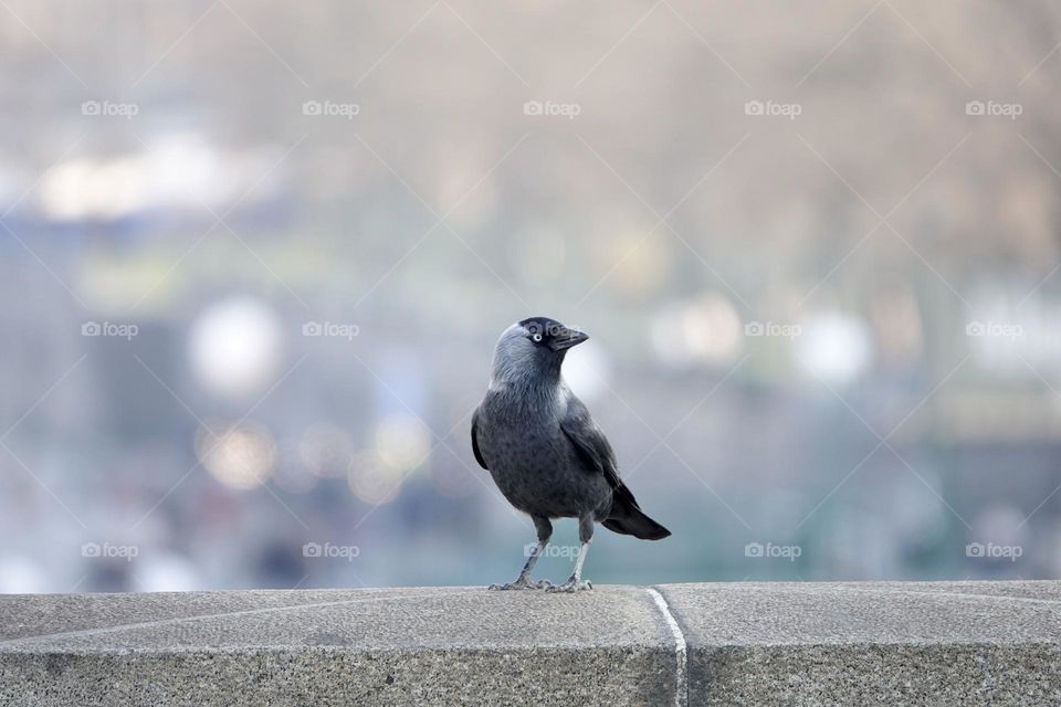 Beautiful photo of the Western jackdaw, Coloeus monedula, standing on the stone bridge with blurred city background