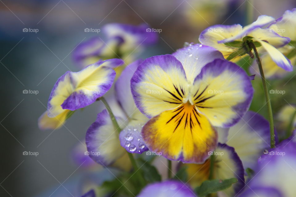 Viola flowers 