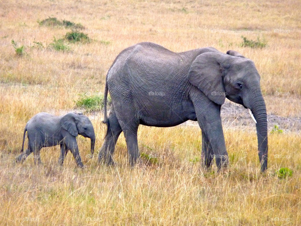 baby animals elephant kenya by trvldeb07