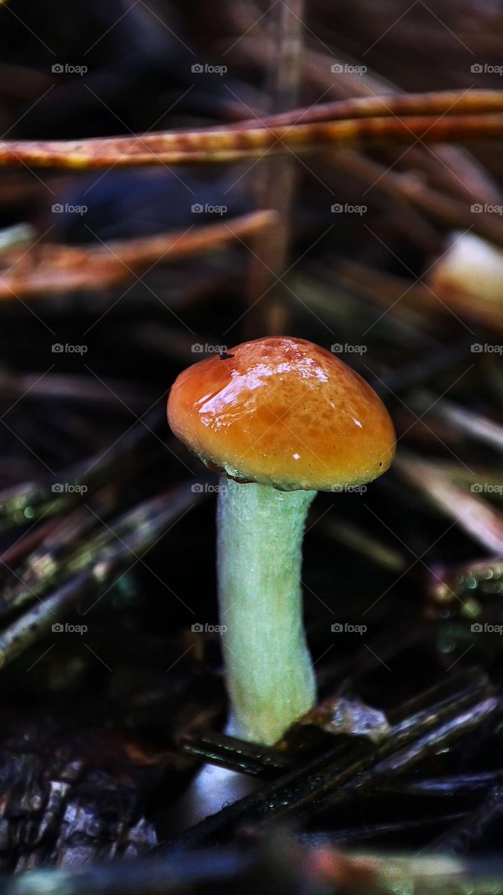 Macro photo of mushrooms in the forest