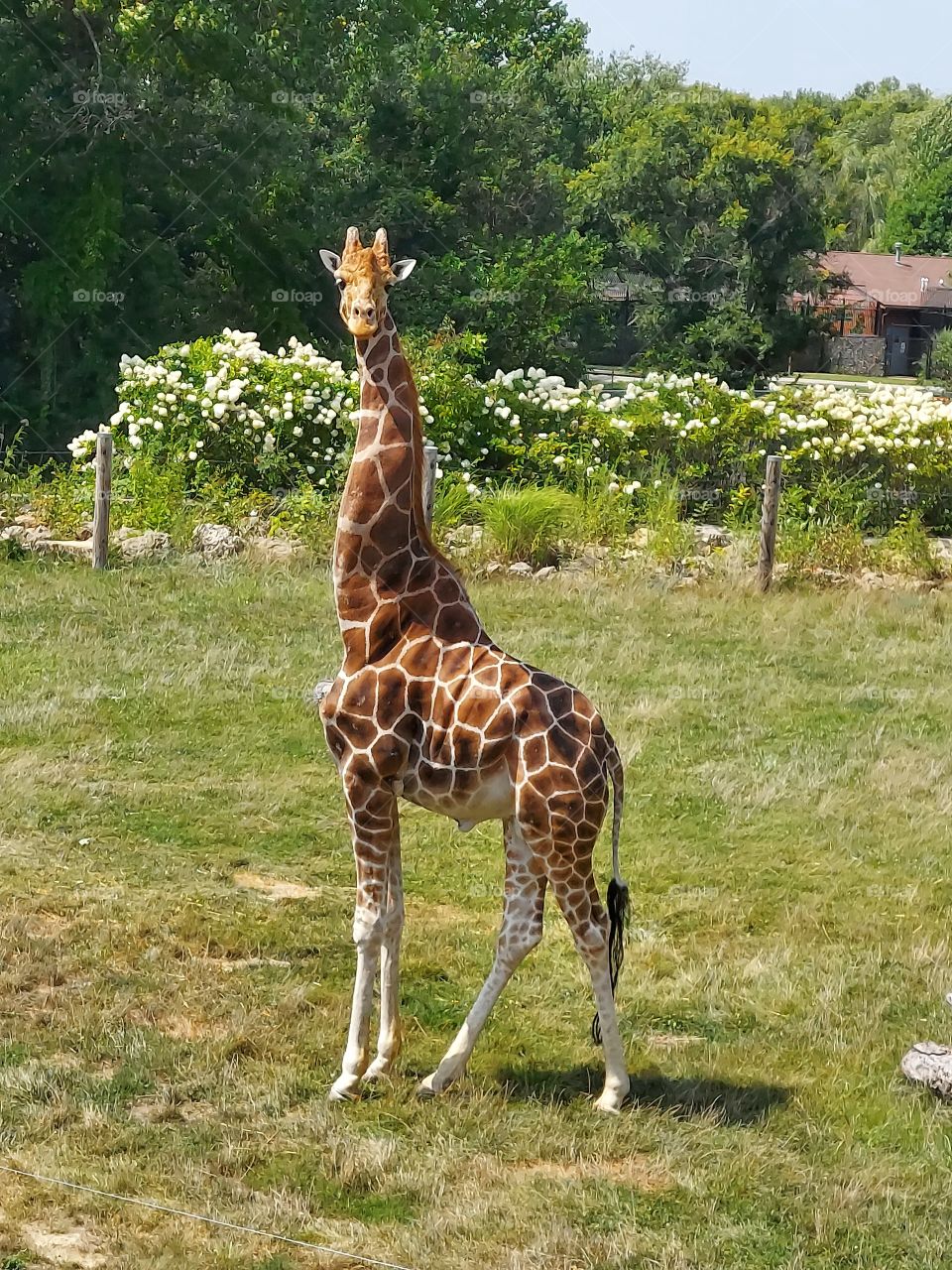 giraffe