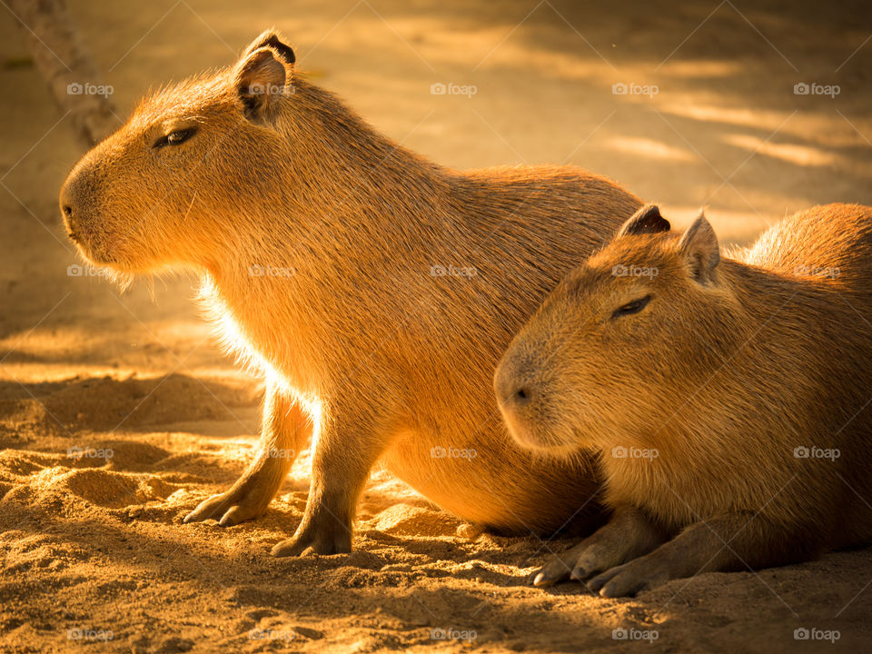 Lovely Capybaras
