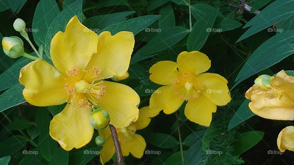 close up yellow flowers