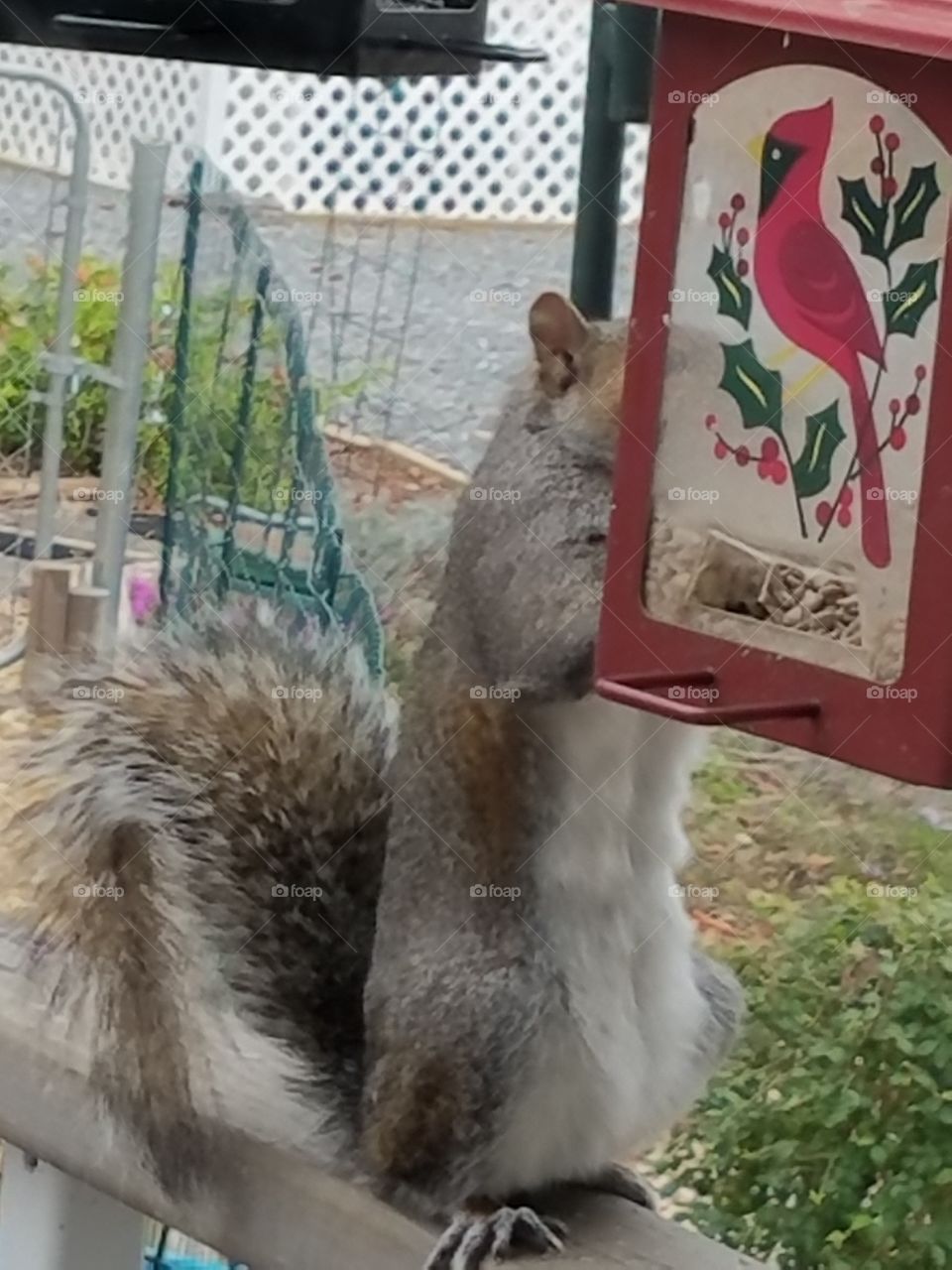 Squirrel Caught