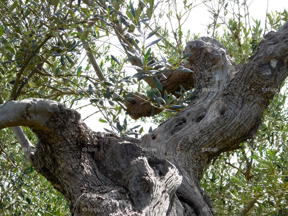 olive tree trunk