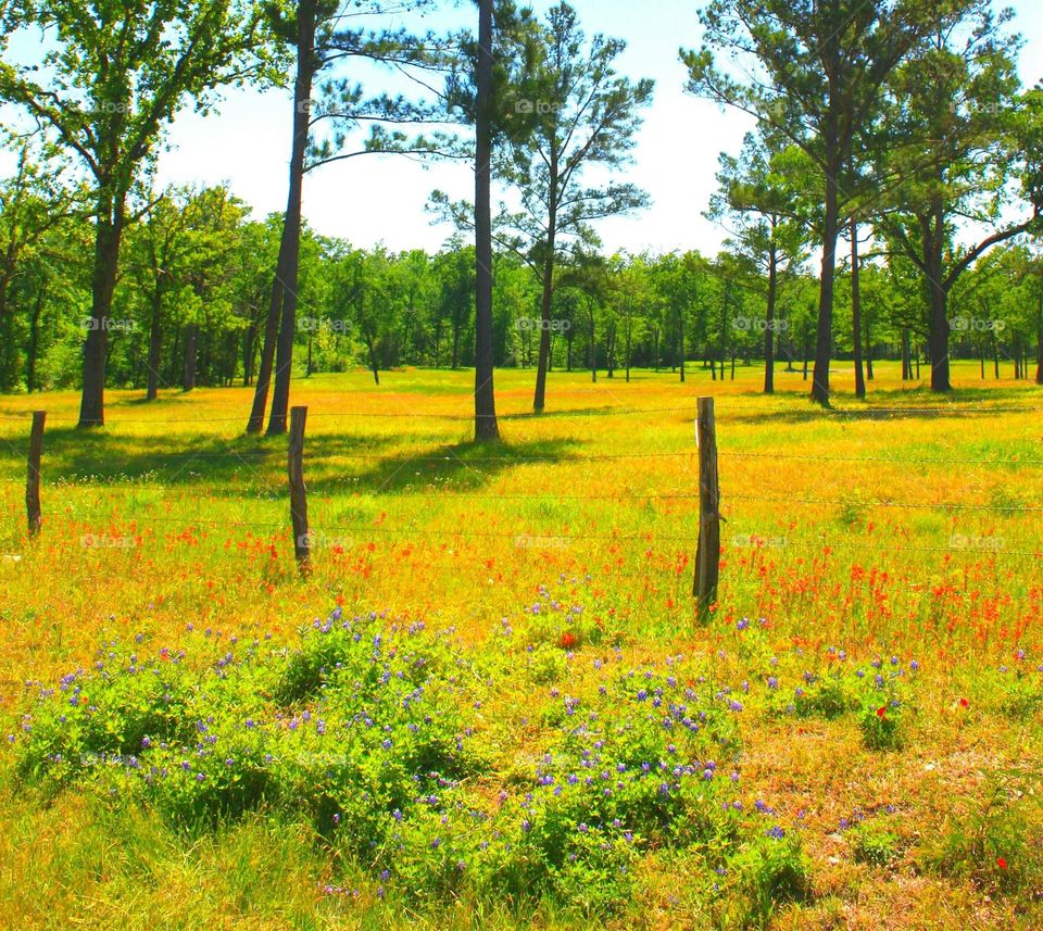Spring in Texas