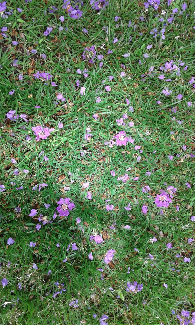 Lilac flower fields