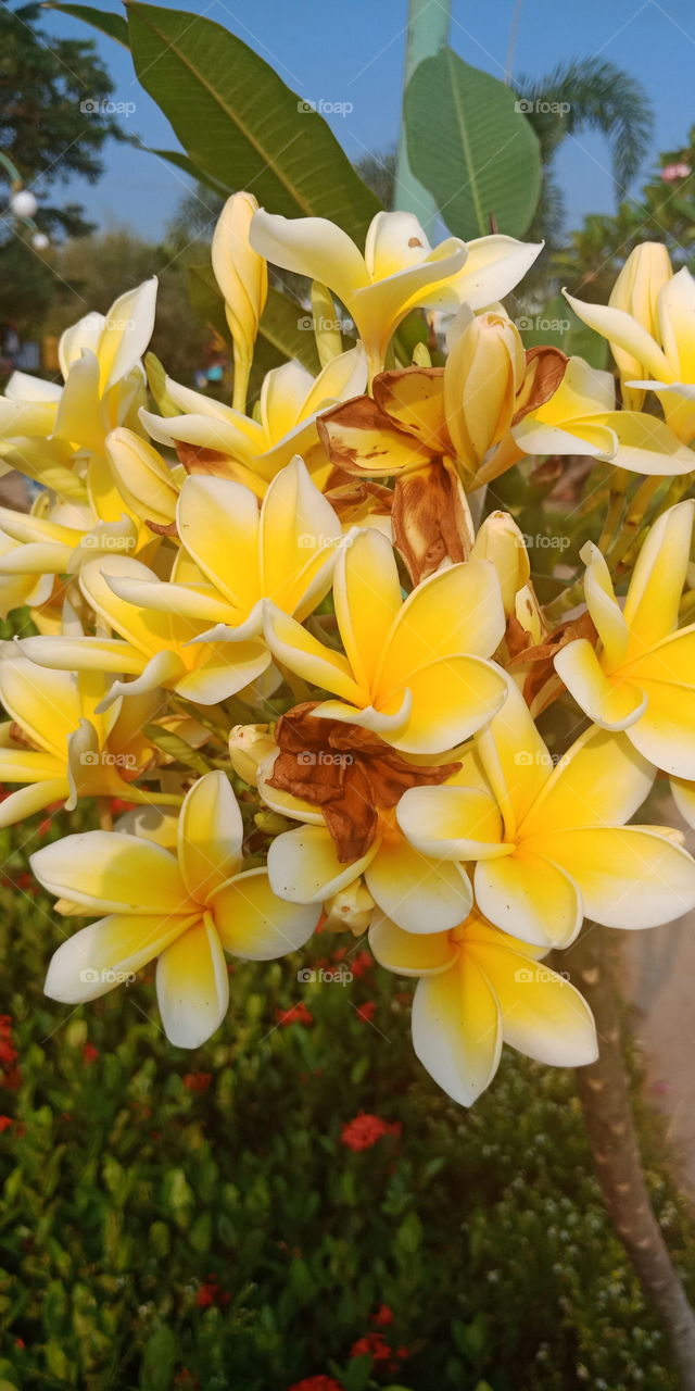 setangkai bunga kuning