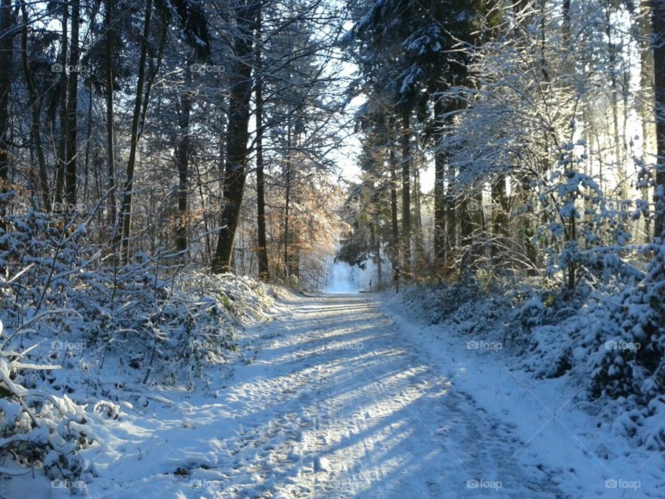 Sunny Winter day in the Forest 