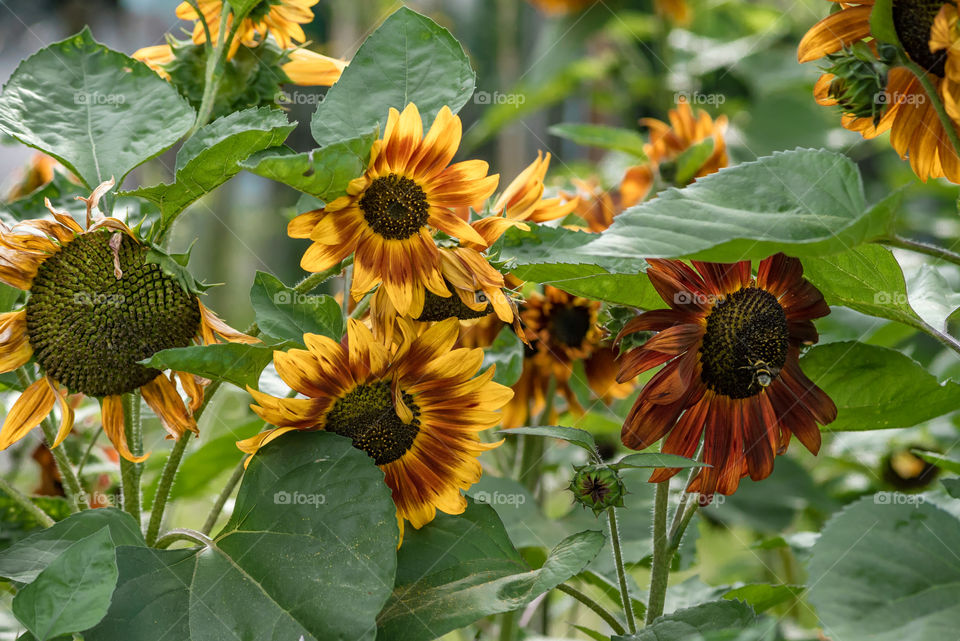 sunflowers bees and bumblebees