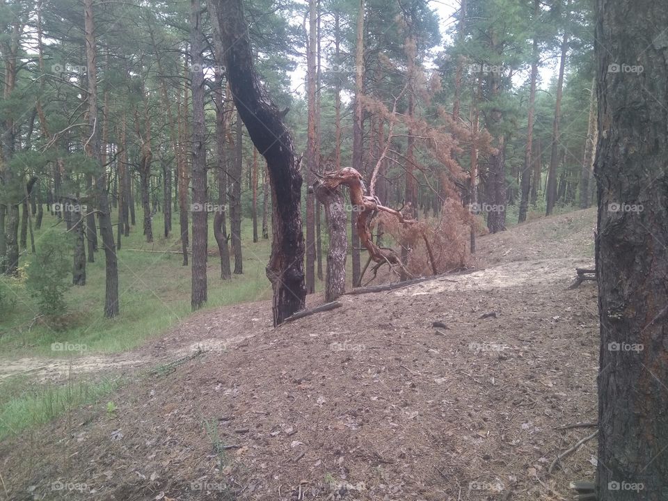 старый лес