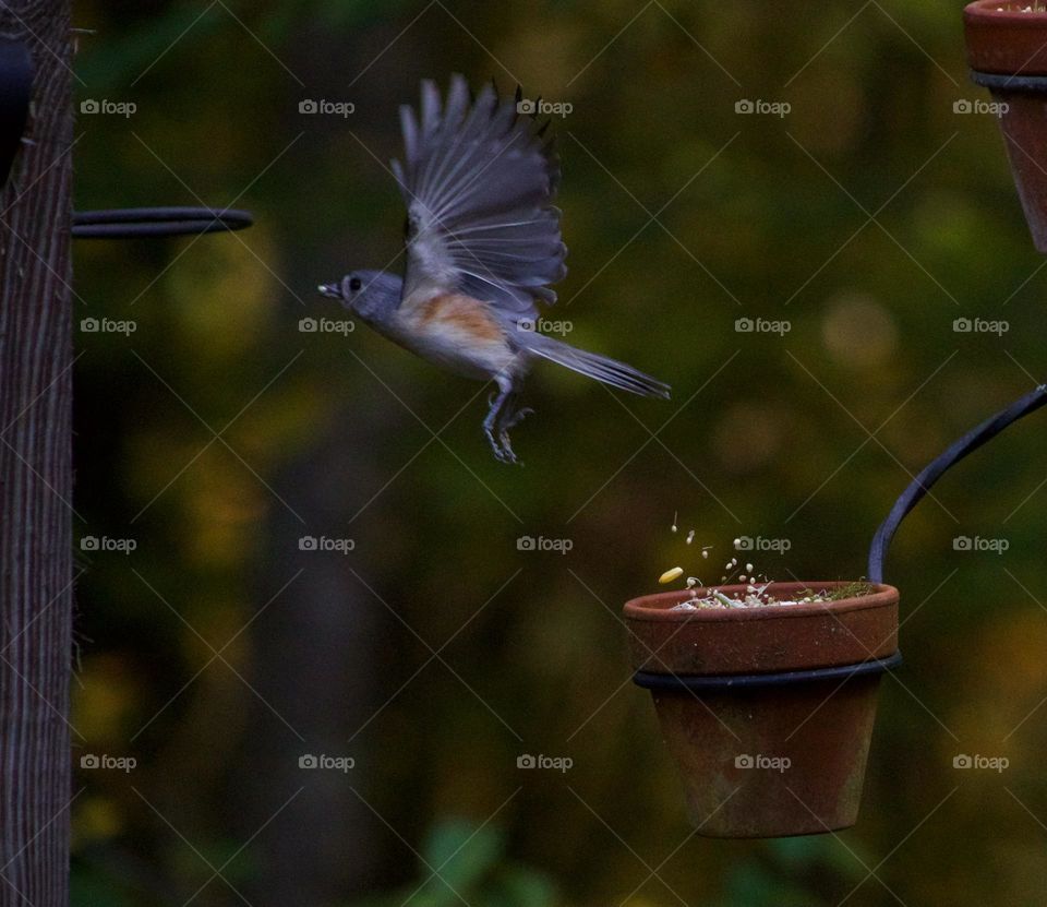 Gathering food for winter; Bird leaving diy bird feeder