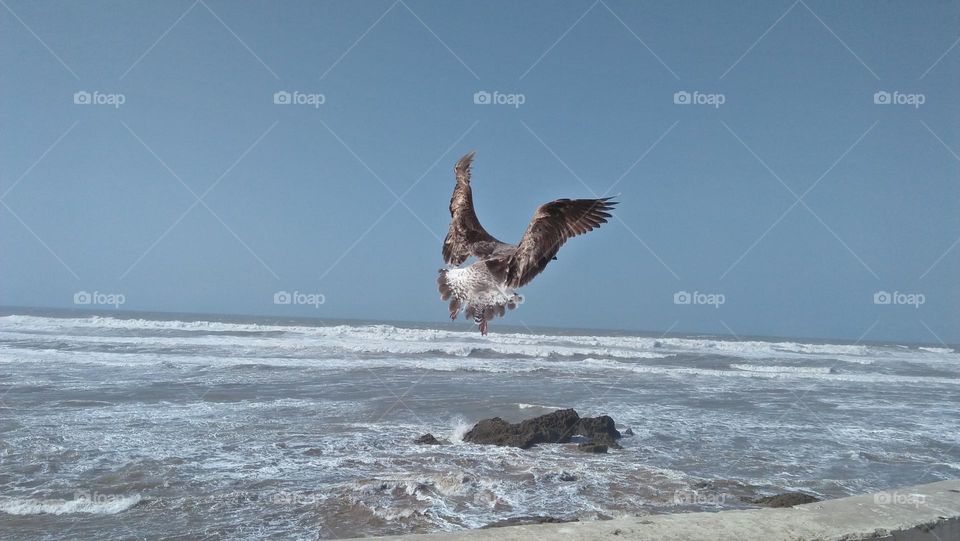 beautiful seagull flying cross the sky over the sea.