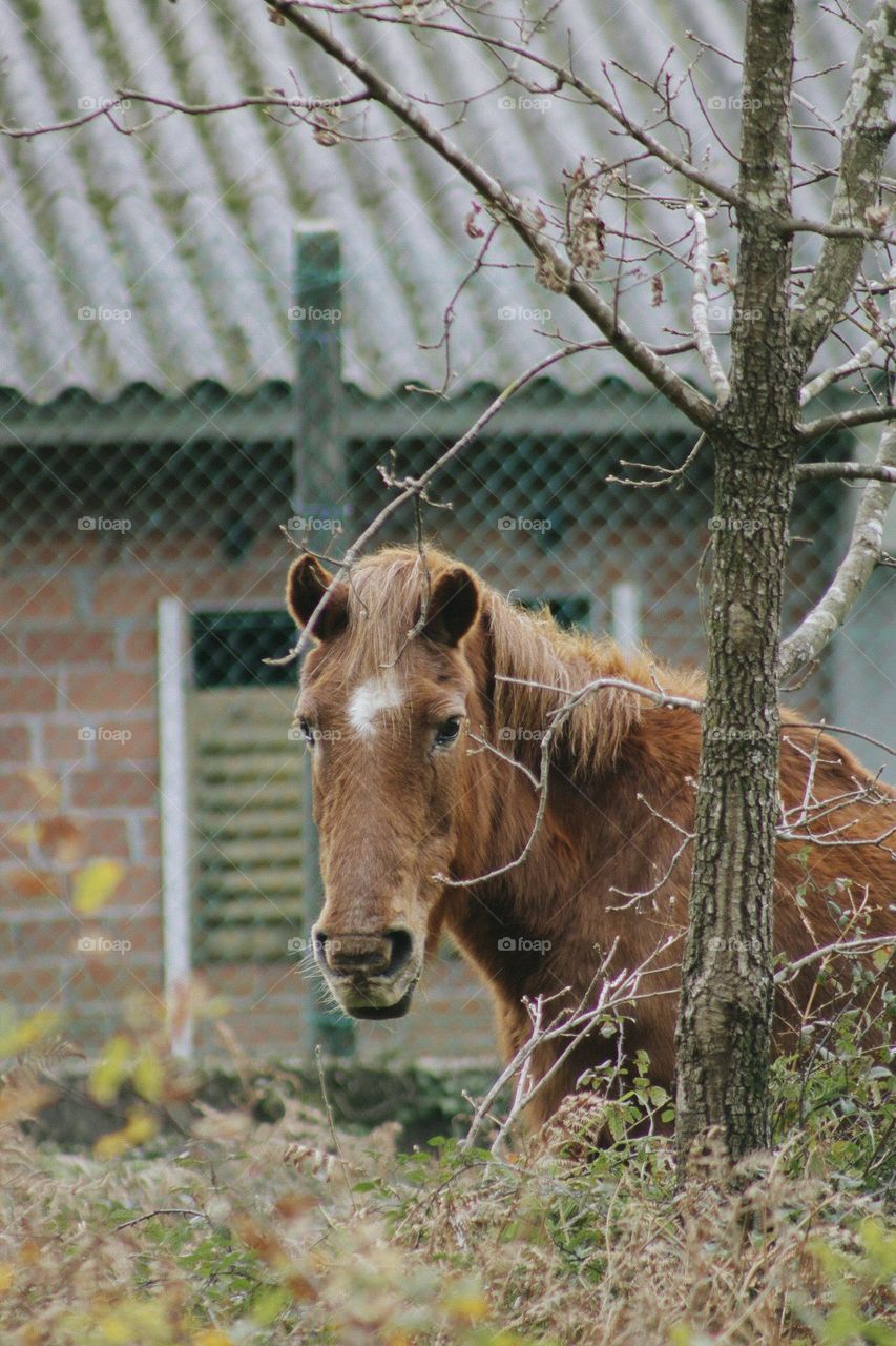 a wild horse