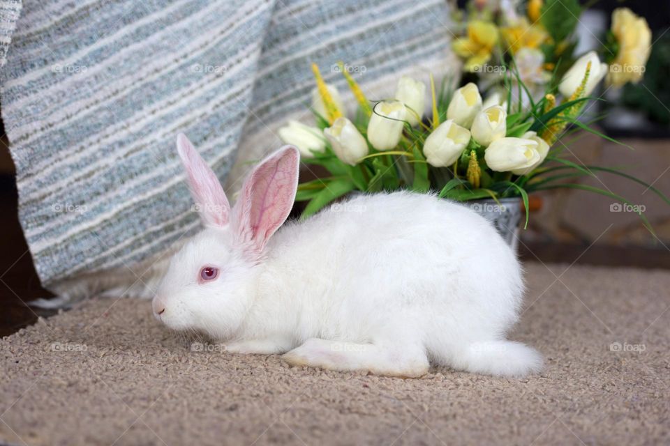 White bunny with yellow tulips 