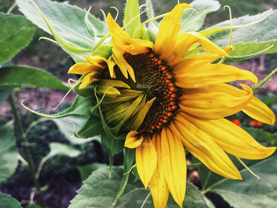 Sunflower playing peekaboo 