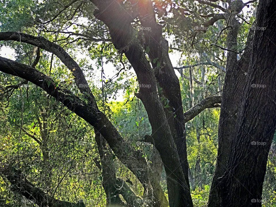 Sun rays illuminating the forest.