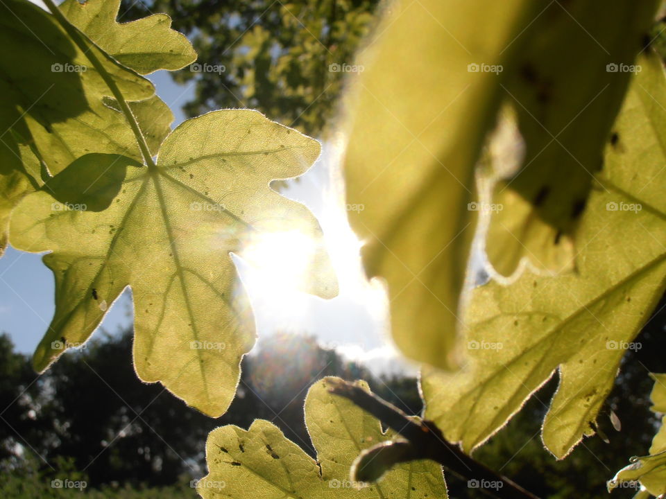 Leaves And Sunlight