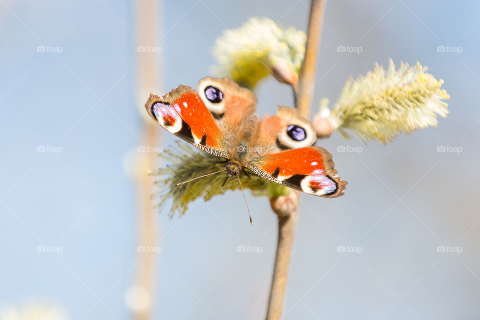 Peacock butterfly collecting nectar from willow catkins in spring 