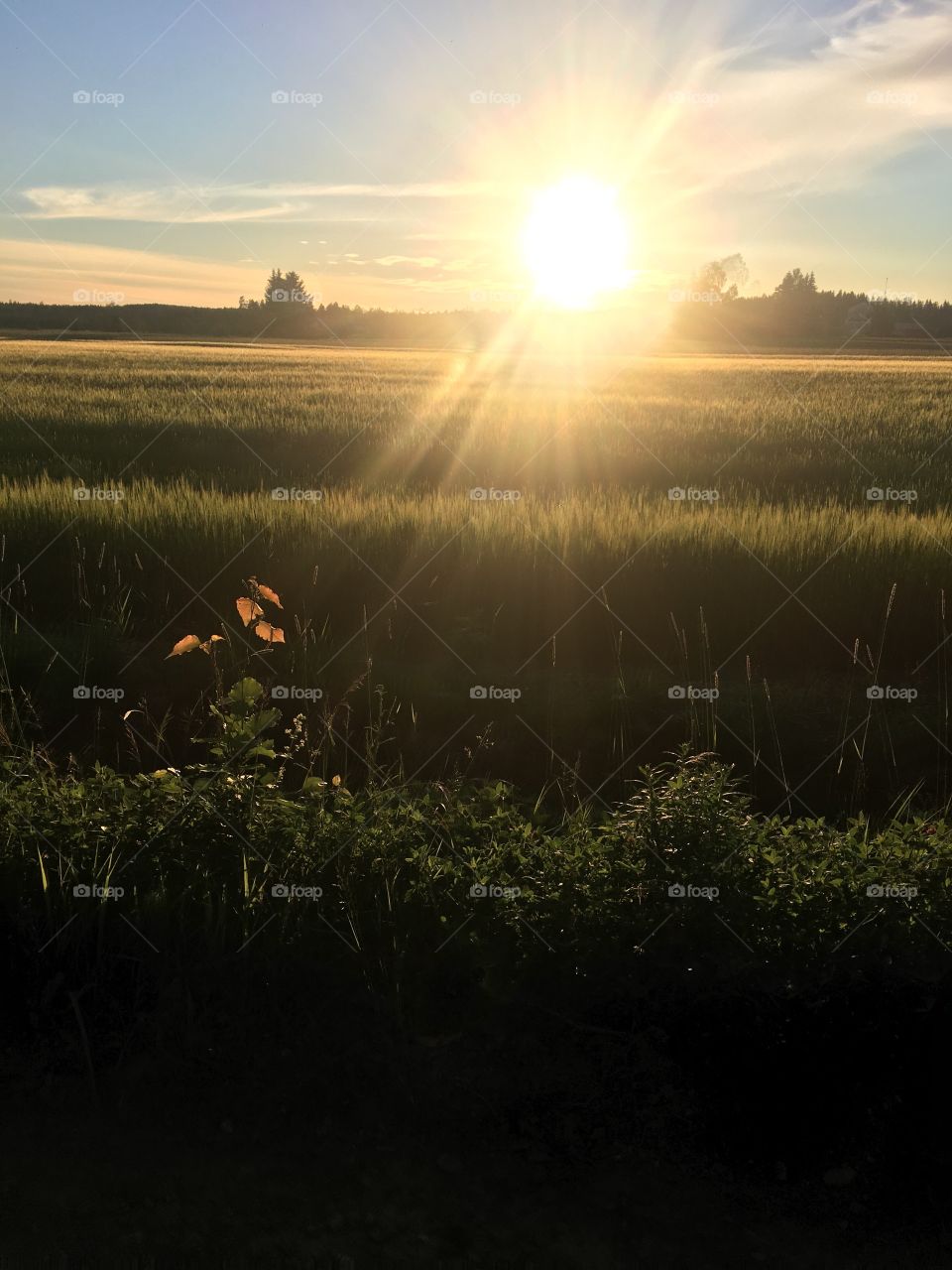A sunset on a field