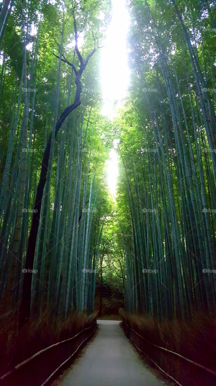 Arashiyama Bamboo Forest