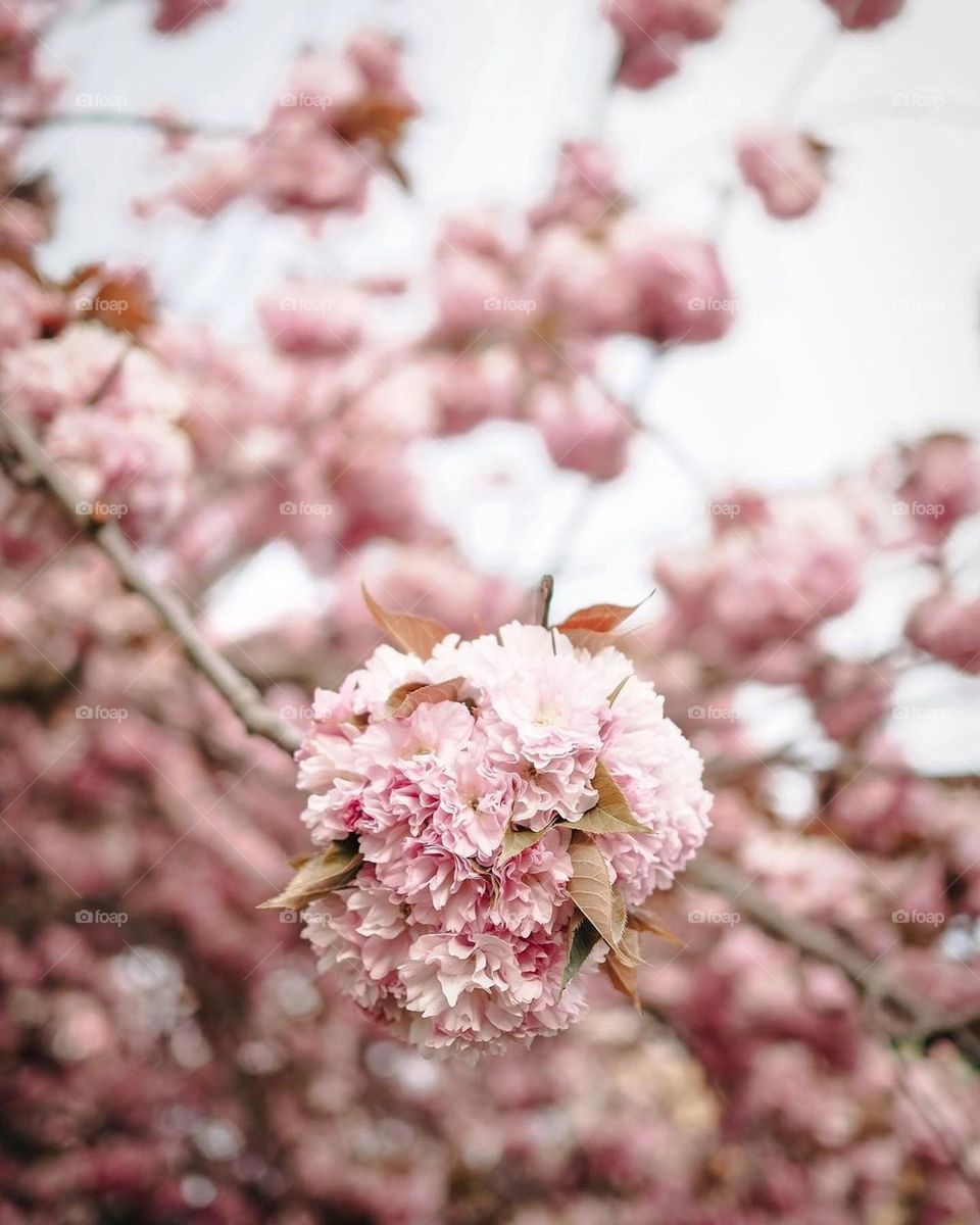 cherry tree, blossom tree, pink flowers