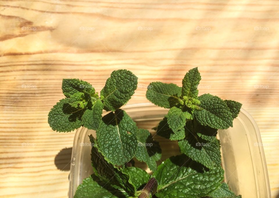 Mint leaves