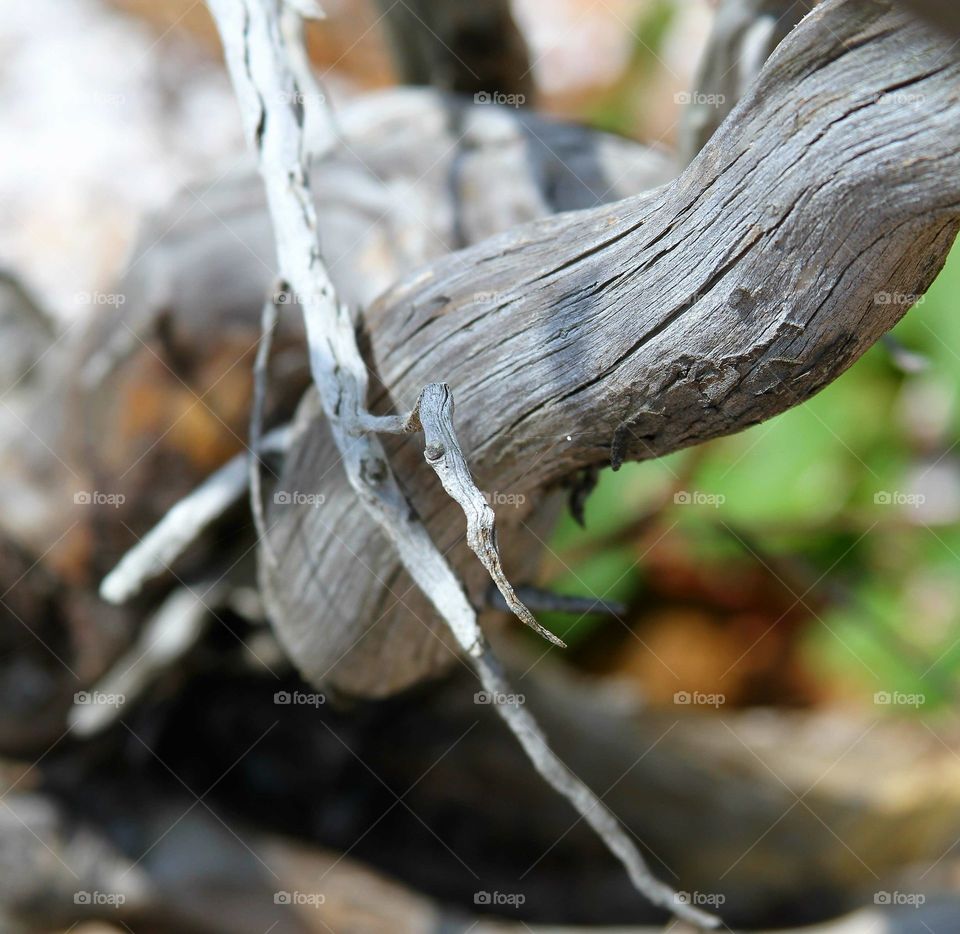 driftwood up close.