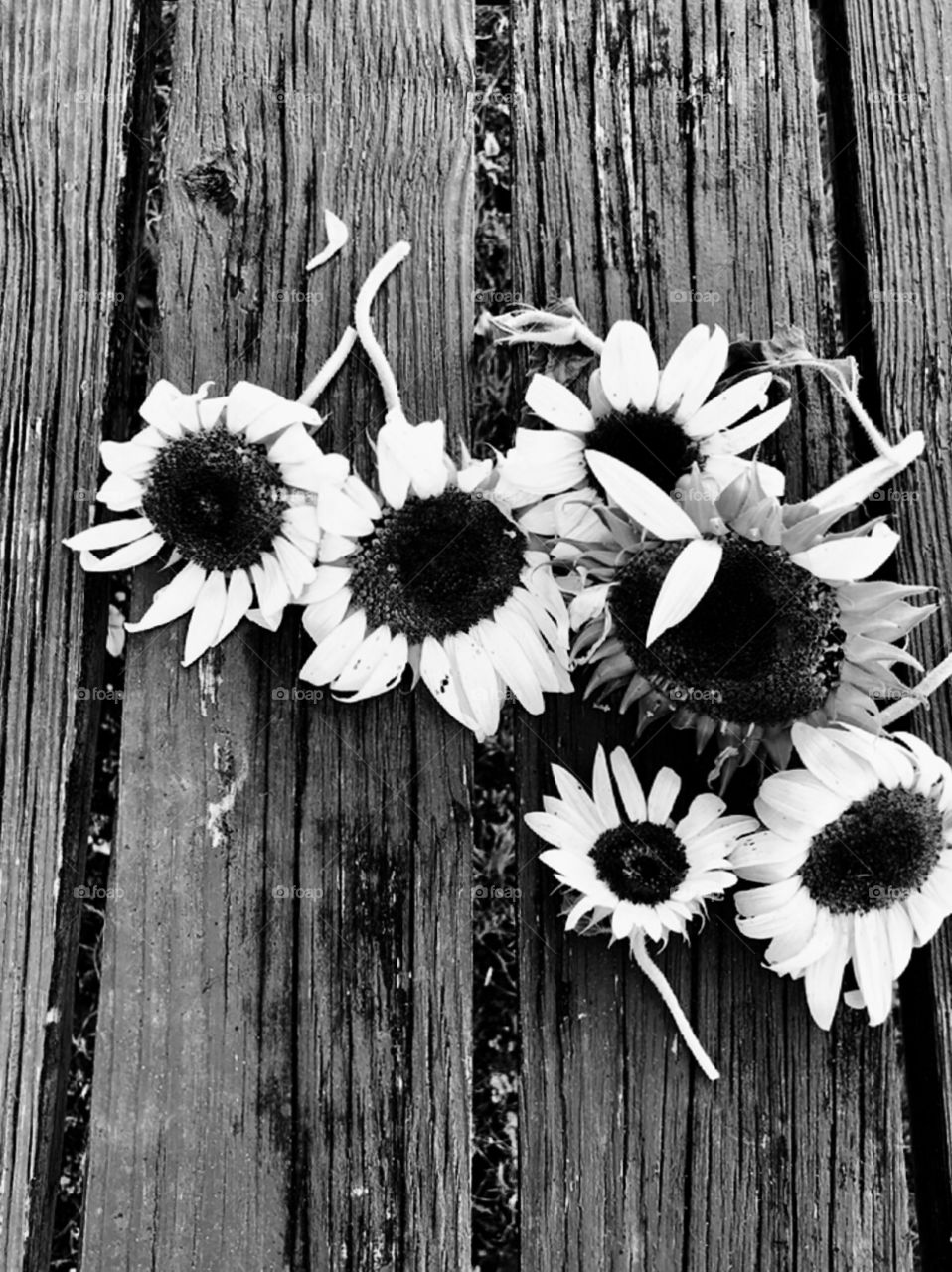 Sunflowers and barn wood 