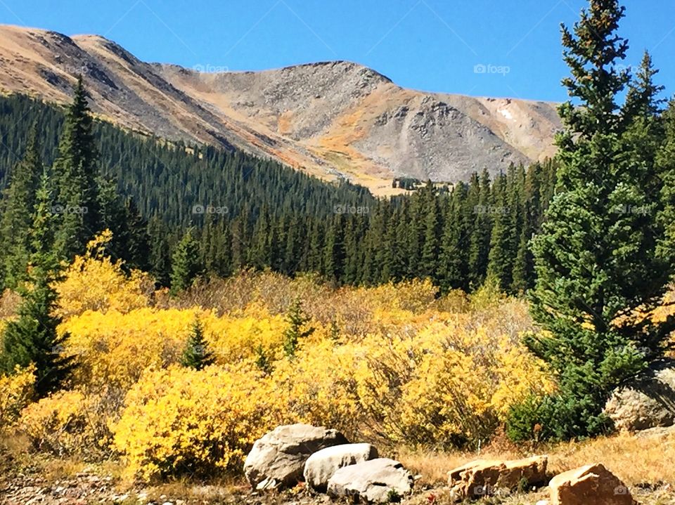 Fall colors nest mt Bierdstat 