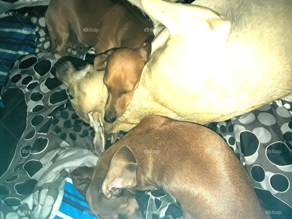 puppies sweet dreams