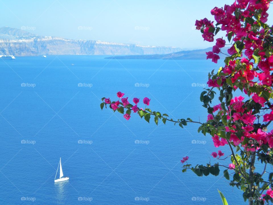 Pink sommer view at Santorini , Greece