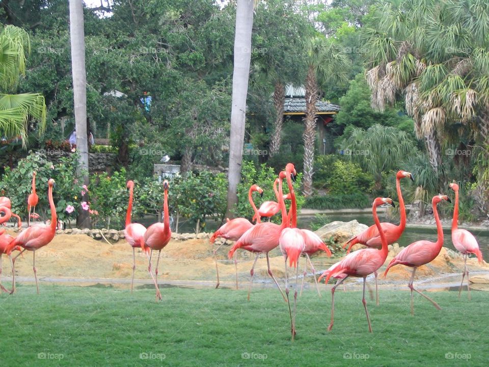 Flamingo 