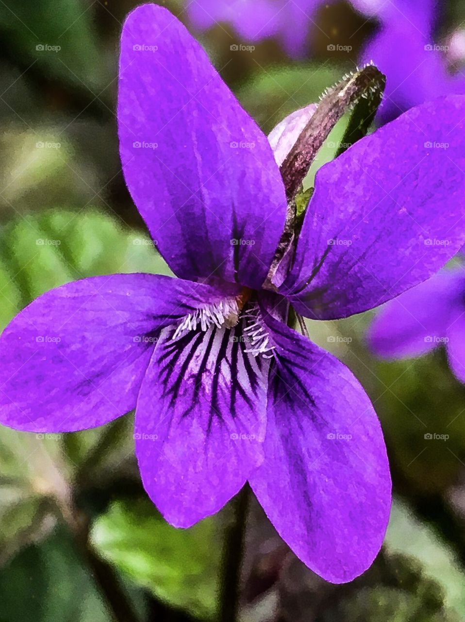 Violet in Macro 