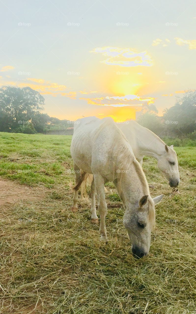 FOAP MISSION - the horses grazing in the evening were one of the most beautiful posts I made in 2019! / os cavalos pastando no entardecer foram uma das mais belas postagens que fiz em 2019! 