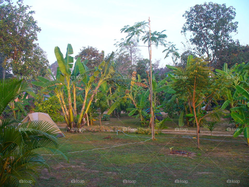 Tree, Tropical, Leaf, Flora, Nature