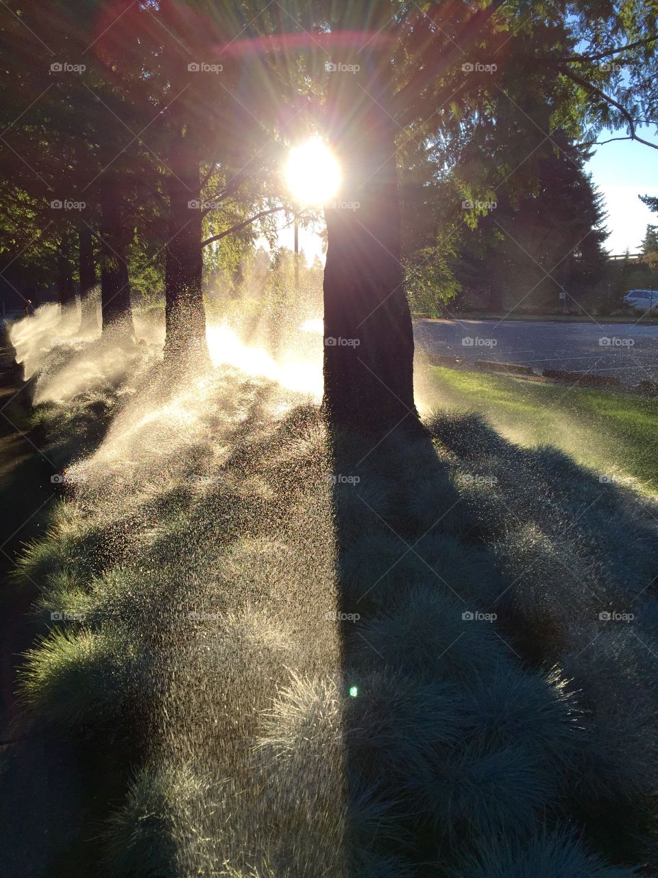 Sunrise in the park