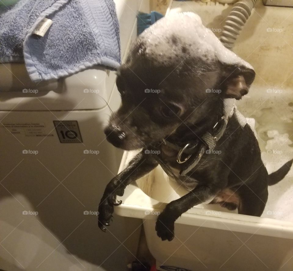 Bath Time Puppy~Boy! 😃