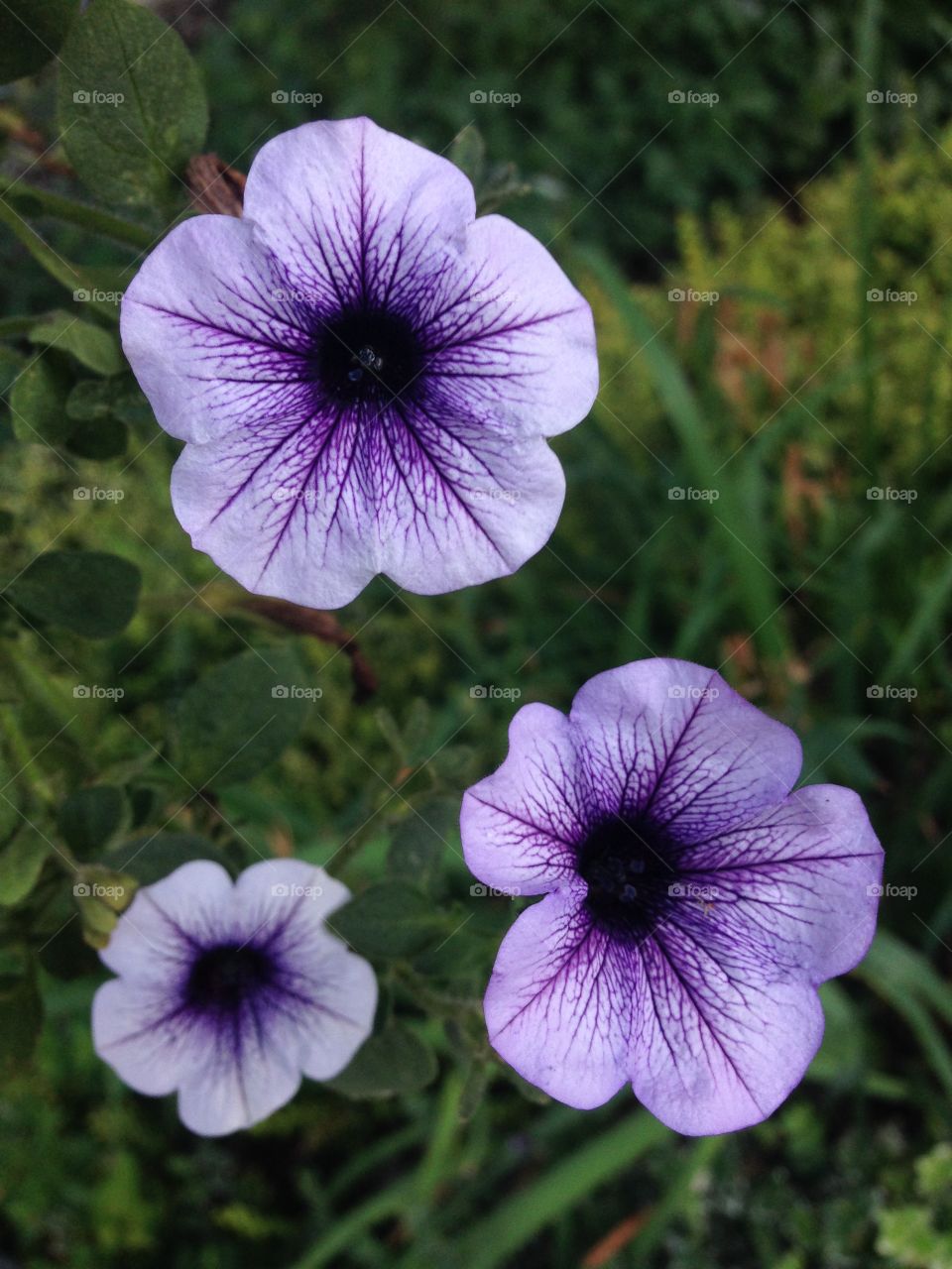 Purple petunias 