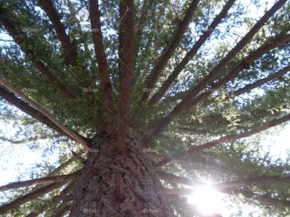 looking up at a tall tree