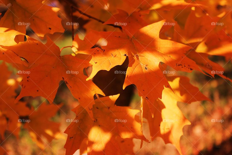 Close-up of maple leaf