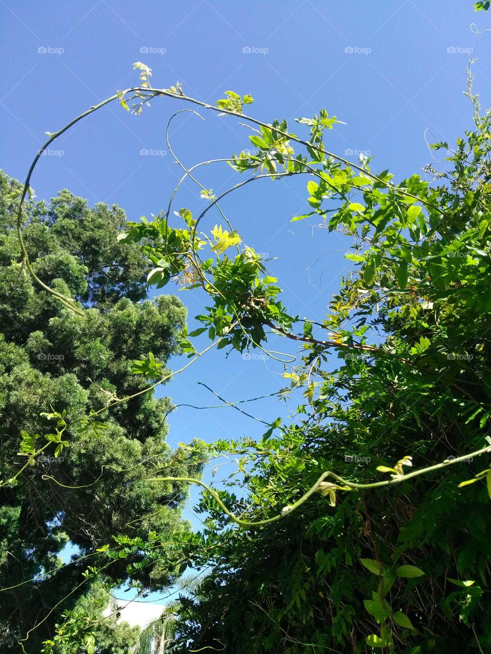 Poison Ivy esque 🍃