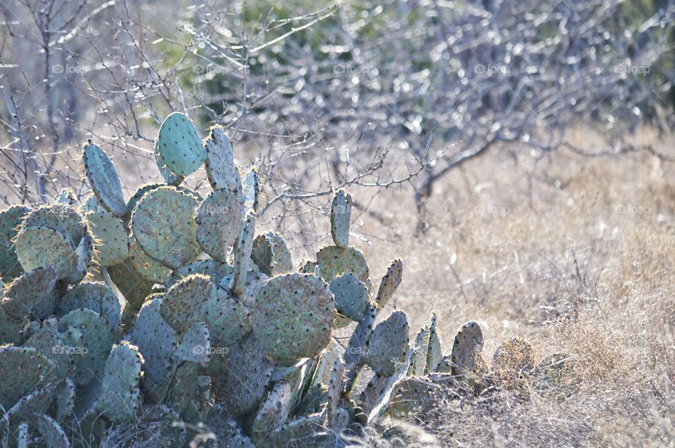 Cactus in the forest