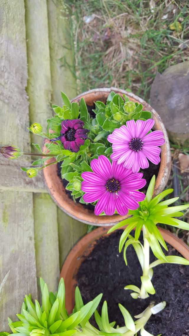 pink flower