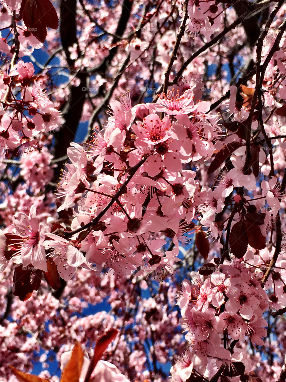 Blossoms