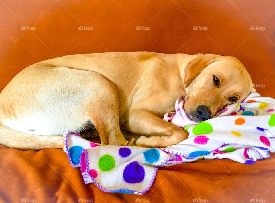 
Tired yellow lab resting on a chair 