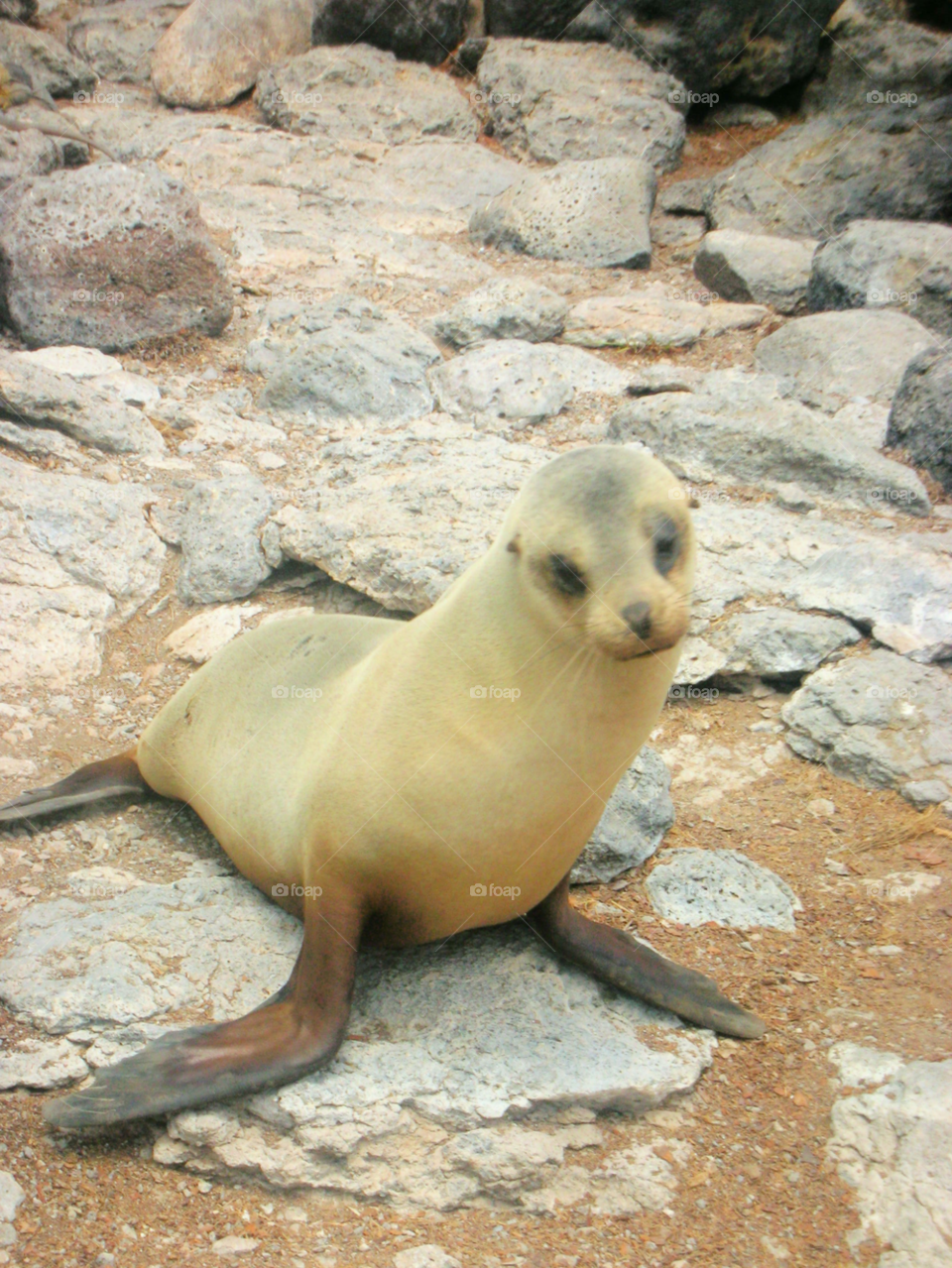 animal rocks sea lion by izabela.cib